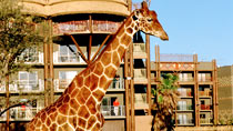 Disney's Animal Kingdom Lodge - familjehotell med bra barnrabatter.