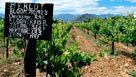 Winelands