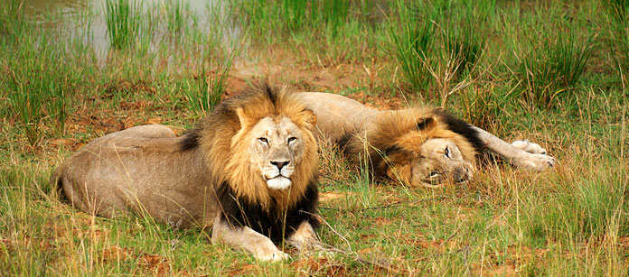 Resor till Johannesburg