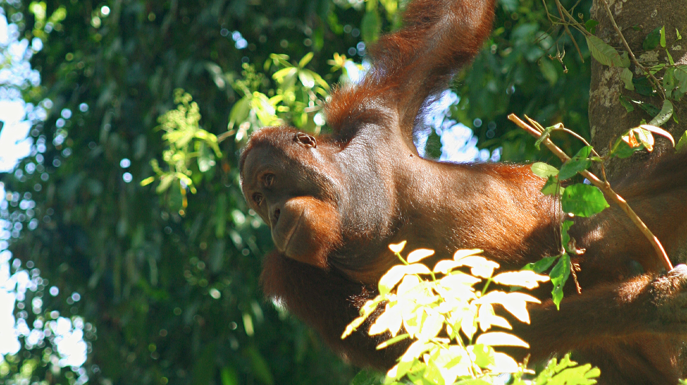 Borneos djungler