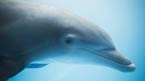 Delfinshow och Seapark
