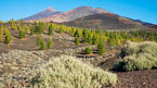 Teide - en naturupplevelse